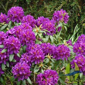 Rhododendron 'marcel menard' - 40-50 cm pot