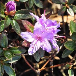 2 x rhododendron 'moerheim' - 20-30 cm pot