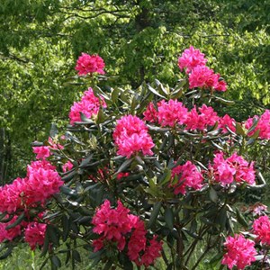 Rhododendron 'nova zembla' - 40-50 cm pot