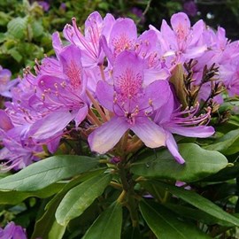 Rhododendron ponticum - 40-60 cm pot