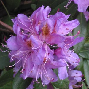 Rhododendron ponticum - 40-60 cm pot