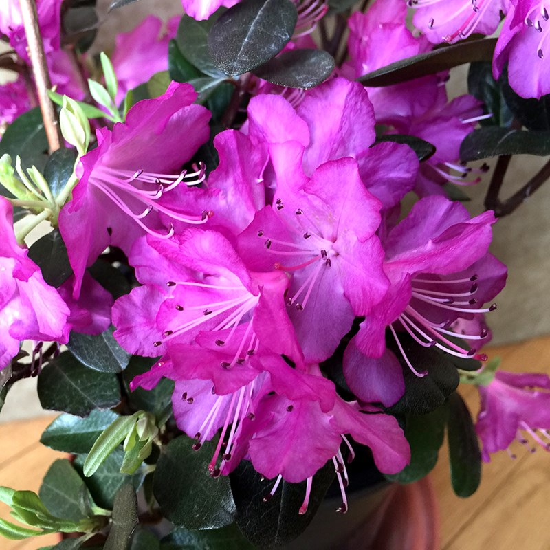 Arborix - Rhododendron 'praecox' - 30-40 cm pot