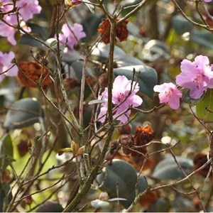 Rhododendron 'praecox' - 30-40 cm pot