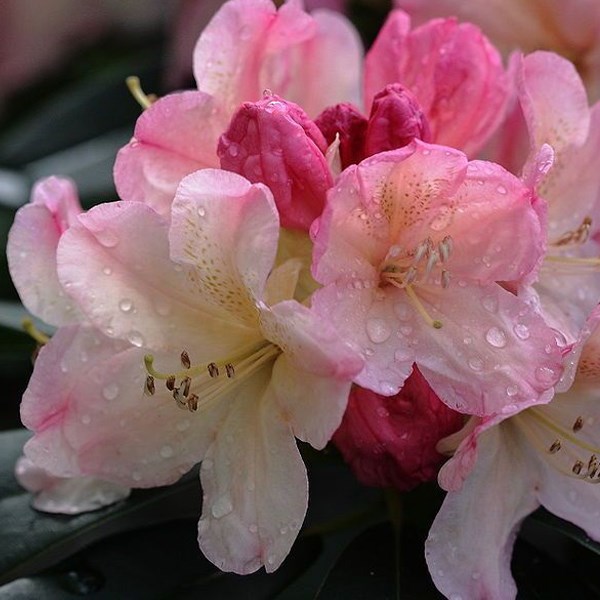 Arborix - Rhododendron 'percy wiseman' - 40-50 cm pot