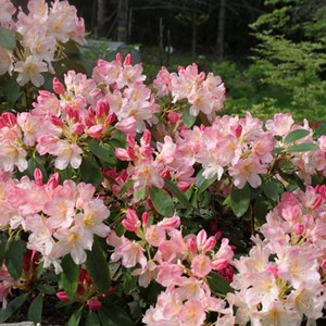 Rhododendron 'percy wiseman' - 40-50 cm pot