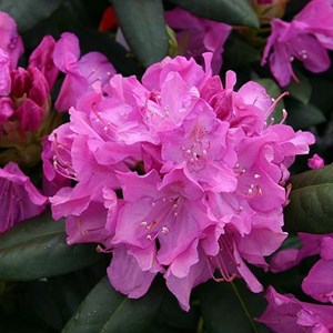 Rhododendron 'roseum elegans' - 40-50 cm pot