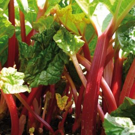 6 x rhubarbe - rheum rhabarbarum  - godet 9x9 cm