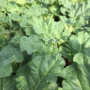 6 x rhubarbe - rheum rhabarbarum  - godet 9x9 cm