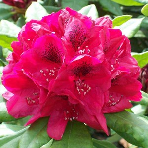 Rhododendron 'lord roberts' - 40-50 cm pot