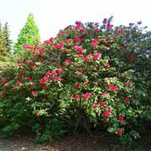 Rhododendron 'lord roberts' - 40-50 cm pot