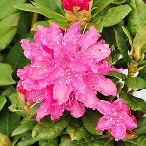 Rhododendron 'rocket' - 40-50 cm pot