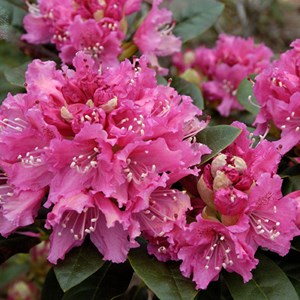 Rhododendron 'rocket' - 40-50 cm pot