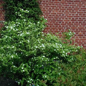 Rhodotypos scandens - 25-30 cm pot