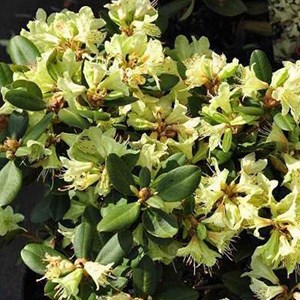 2 x rhododendron 'shamrock' - 20-30 cm pot