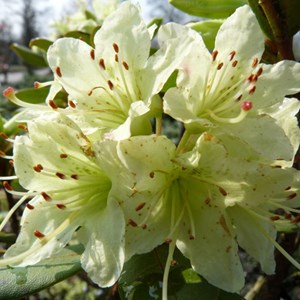 2 x rhododendron 'shamrock' - 20-30 cm pot