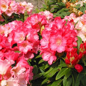 Rhododendron 'surrey heath' - 25-30 cm pot