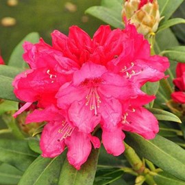 Rhododendron 'sneezy' - 25-30 cm pot