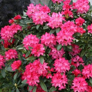 Rhododendron 'sneezy' - 25-30 cm pot