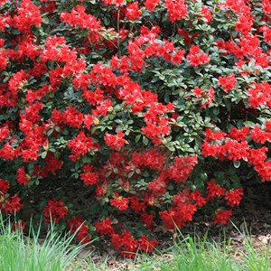 2 x rhododendron 'scarlet wonder' - 20-30 cm pot
