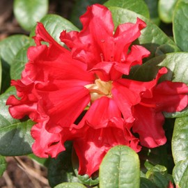 2 x rhododendron 'scarlet wonder' - 20-30 cm pot