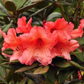 Rhododendron  - rhodo 'tortoiseshell orange'  - 40-50 cm pot
