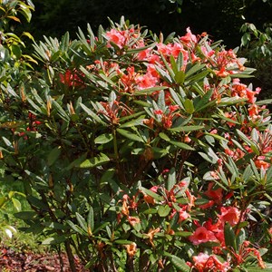 Rhododendron  - rhodo 'tortoiseshell orange'  - 40-50 cm pot
