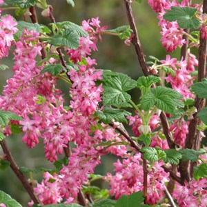 2 x groseillier à fleurs  - ribes sanguineum 'king edward vii'  - 50-60 cm pot