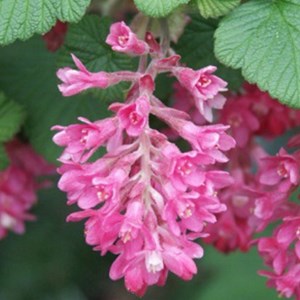 2 x groseillier à fleurs  - ribes sanguineum 'king edward vii'  - 50-60 cm pot