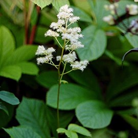 6 x rodgersia à feuilles - rodgersia aesculifolia  - godet 9x9 cm