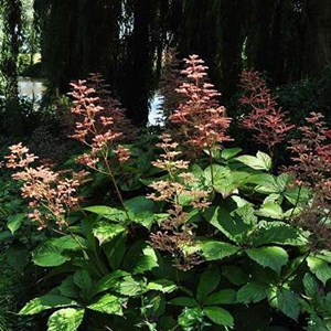 6 x rodgersia à feuilles - rodgersia aesculifolia  - godet 9x9 cm