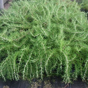 Rosmarinus officinalis 'capri' - godet 9x9 cm