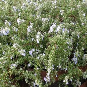 6 x rosmarinus officinalis 'capri' - godet 9x9 cm