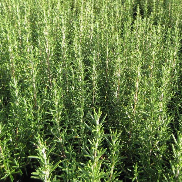 6 x romarin officinal - rosmarinus officinalis - godet 9x9 cm