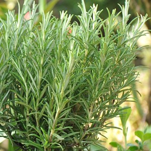 6 x romarin officinal - rosmarinus officinalis  - godet 9x9 cm