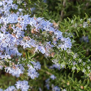 2 x romarin officinal  - rosmarinus officinalis 'prostratus'  - 20-30 cm pot