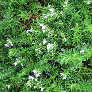 2 x romarin officinal  - rosmarinus officinalis 'prostratus'  - 20-30 cm pot