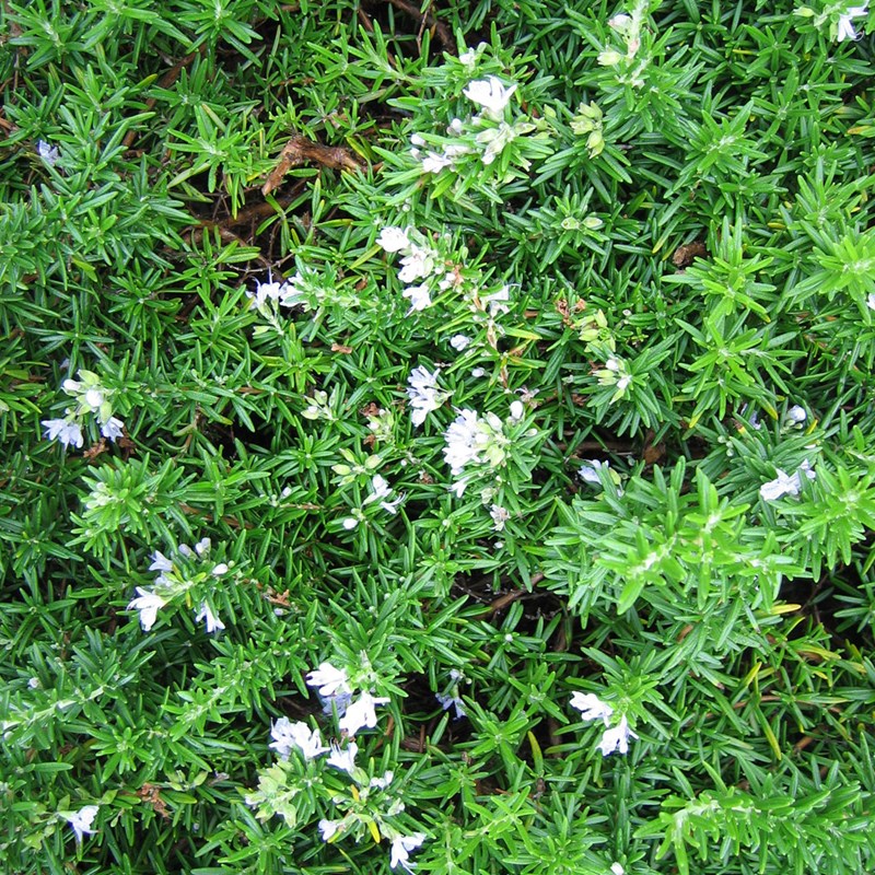 2 x romarin officinal - rosmarinus officinalis 'prostratus' - 20-30 cm pot