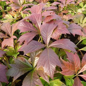 Rodgersia pinnata 'braunlaub' - godet 9x9 cm