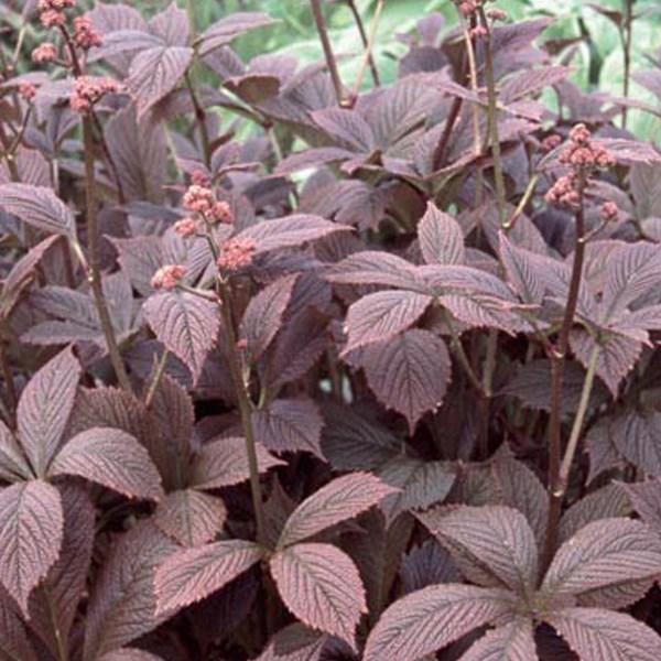 Arborix - 6 x rodgersia pinnata 'braunlaub' - godet 9x9 cm