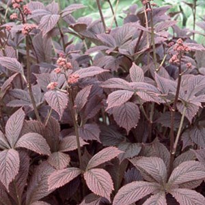 Rodgersia pinnata 'braunlaub' - godet 9x9 cm