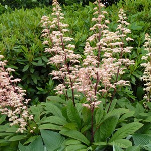 Rodgersia pinnata - godet 9x9 cm