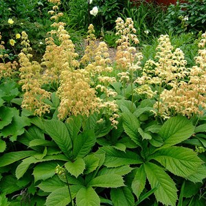 6 x rodgersia pinnata - godet 9x9 cm