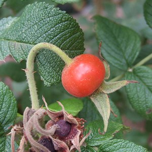2 x rosier rugueux  - rosa rugosa 'alba'  - 40-60 cm pot