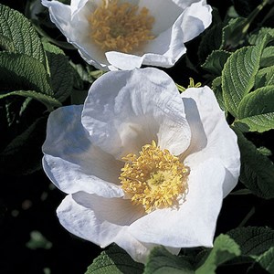 2 x rosier rugueux  - rosa rugosa 'alba'  - 40-60 cm pot