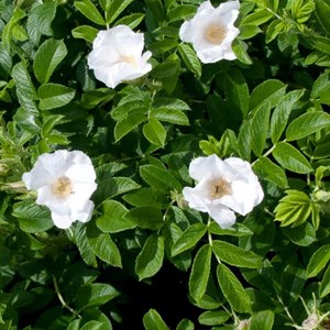 Rosier rugueux - racine nue - rosa rugosa 'alba' - 25 x 60-90 cm racines nues