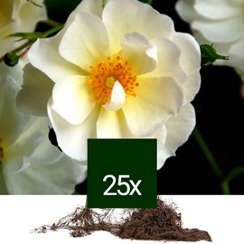 Rosier rugueux - racine nue - rosa rugosa 'alba' - 25 x 40-60 cm racines nues