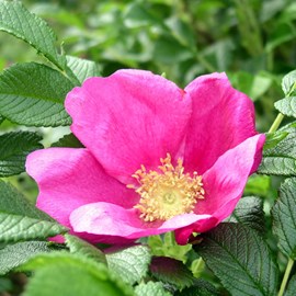 2 x rosier rugueux  - rosa rugosa 'rubra'  - 40-60 cm pot