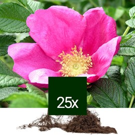 Rosier rugueux - racine nue - rosa rugosa 'rubra' - 25 x 40-60 cm racines nues