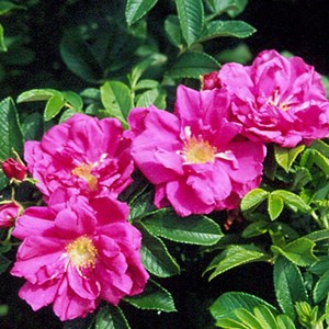 Rosier rugueux - racine nue - rosa rugosa 'rubra' - 25 x 40-60 cm racines nues