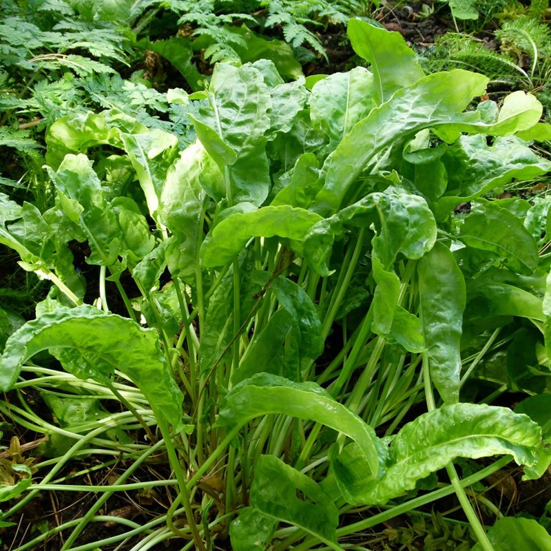 6 x oseille commune - rumex acetosa - godet 9x9 cm